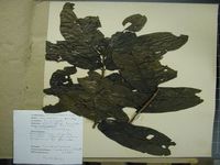 Herbarium sample